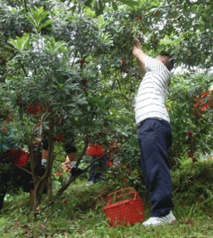 义乌喜相逢婚介，2008年6月兰溪摘杨梅活动照片