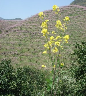 义乌喜相逢婚介，观源东秀丽风景，赏高山万亩桃花。于4月7日（星期六）举行大型登山踏青相亲交友活动。